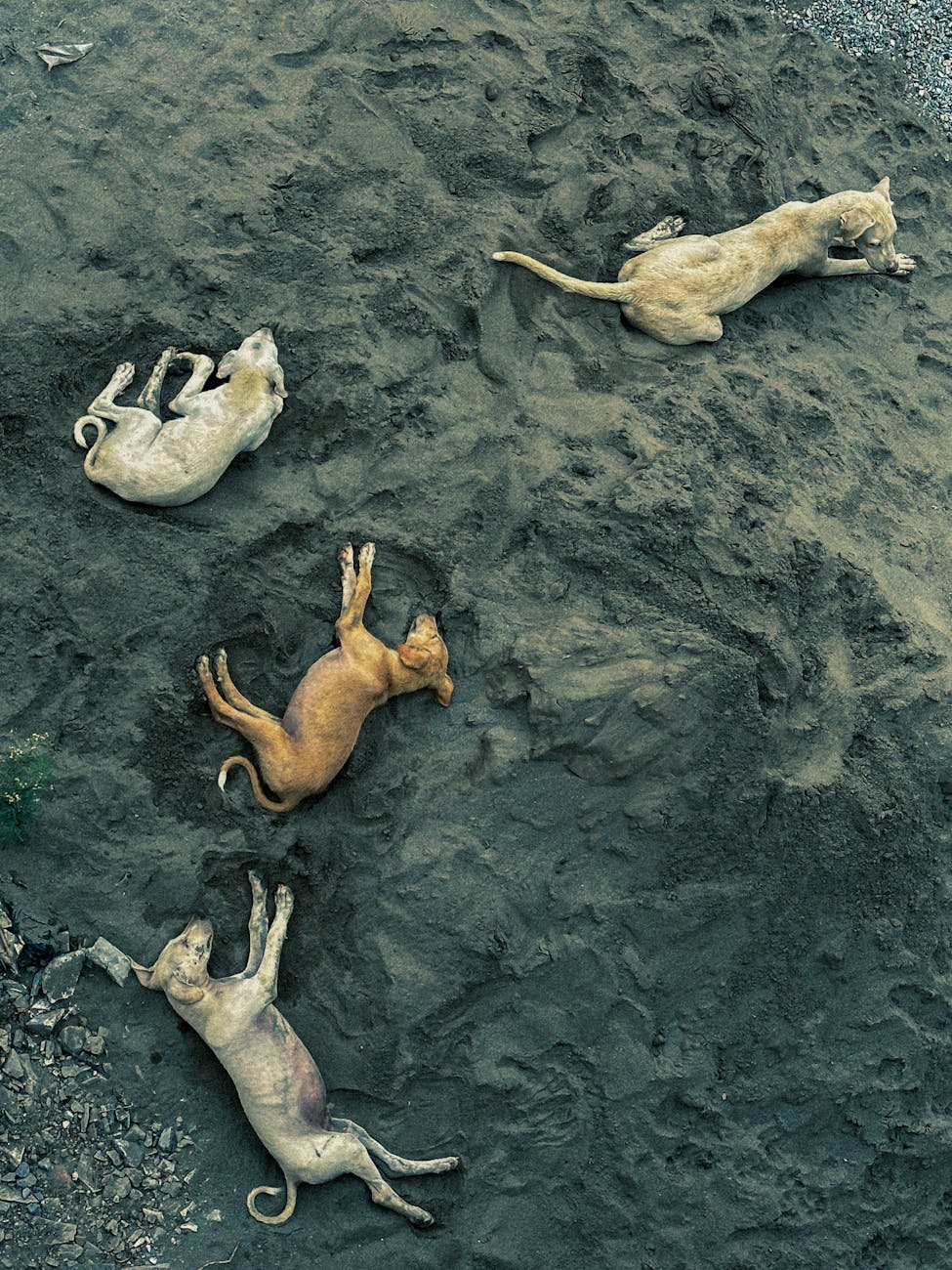 Meta poaches four OpenAI researchers